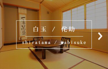 白玉shiratama／侘助wabisuke